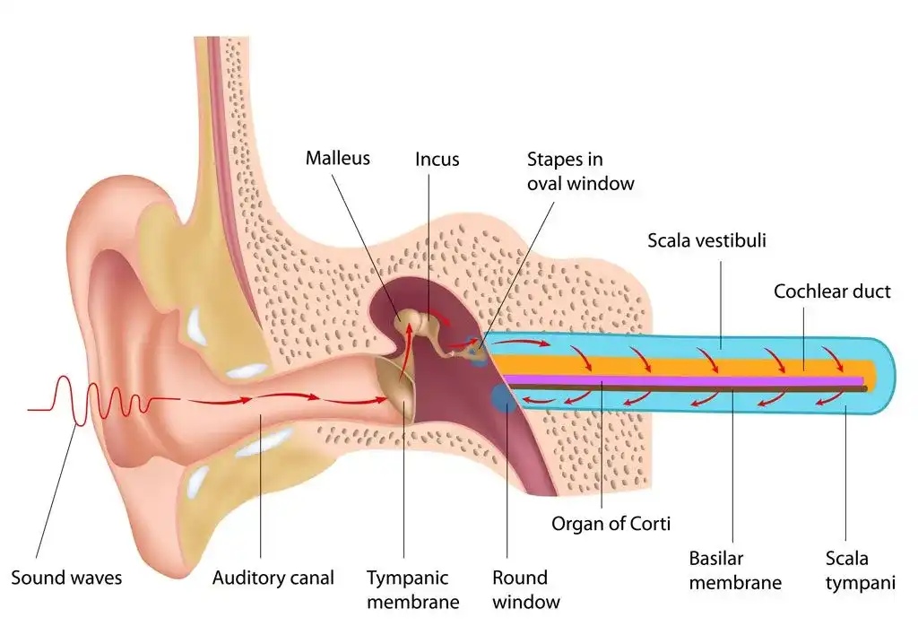 hearing sound waves